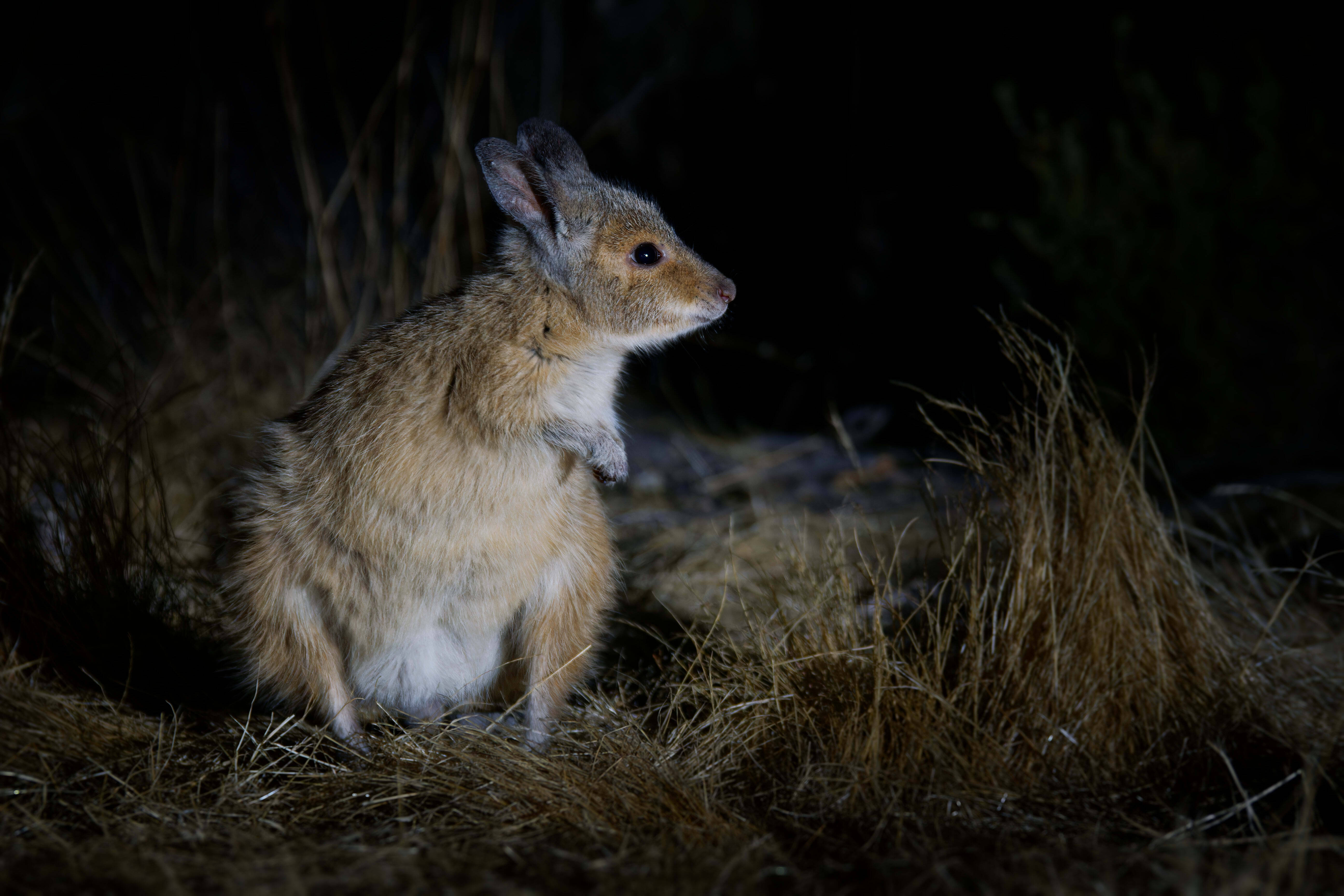 img-rufous-hare-wallaby