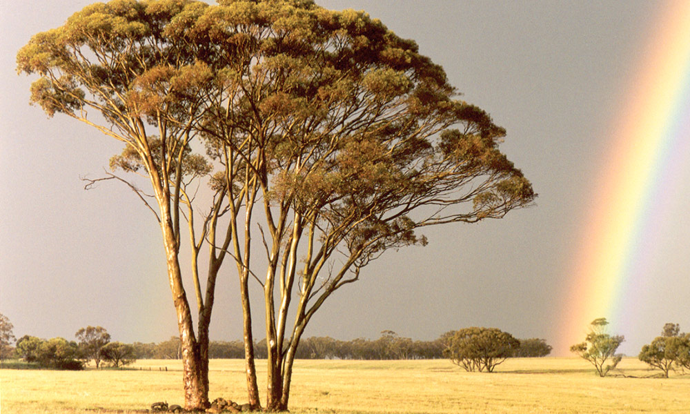 Salmon gum tree (eucalyptus salmonophloia) in Yerecoin= Western Australia