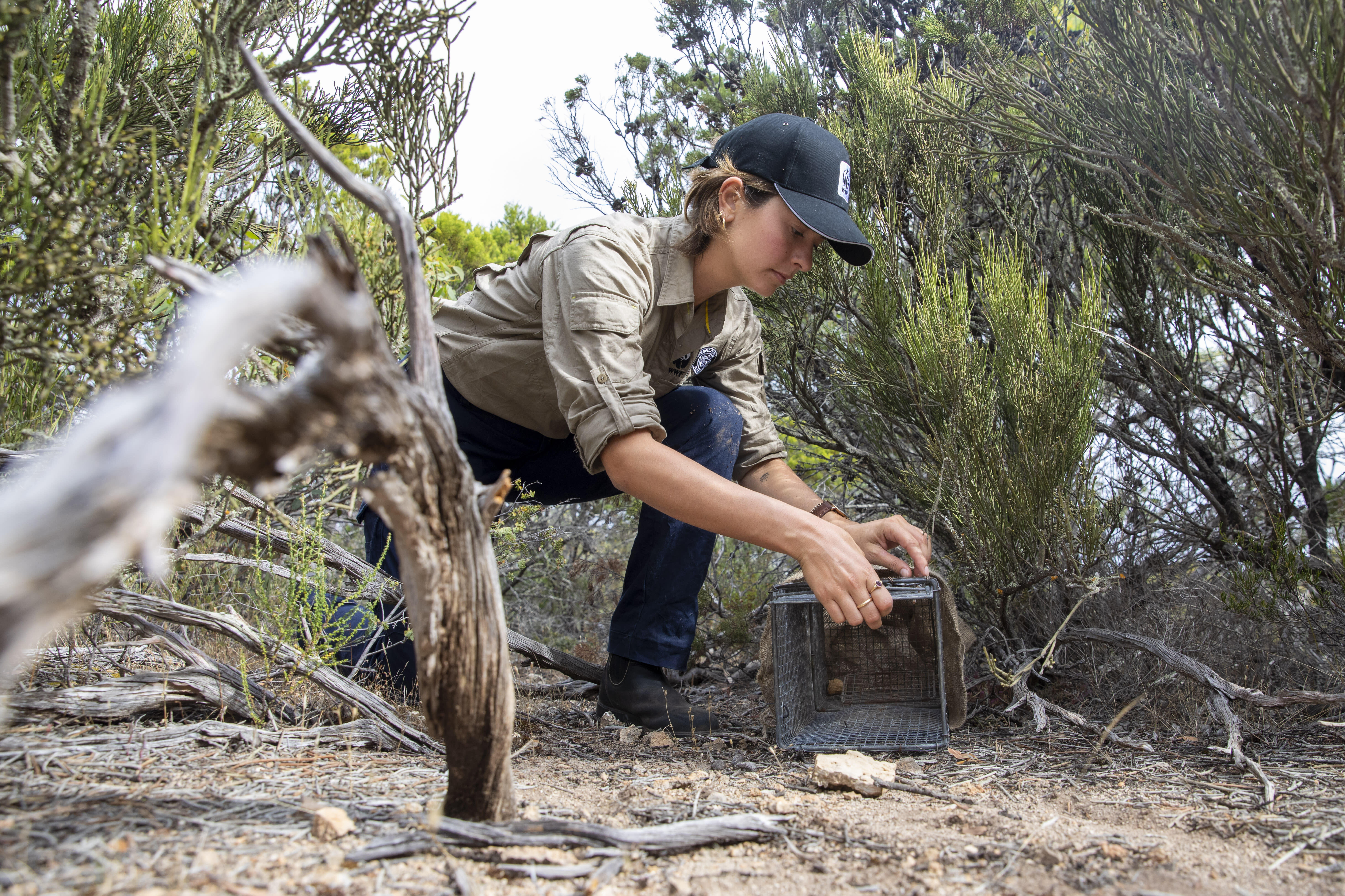 Setting up traps to monitor brush-tailed bettongs in Dhilba Guuranda-Innes National Park.