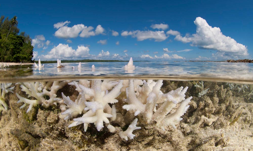 Shallow bleaching corals split level
