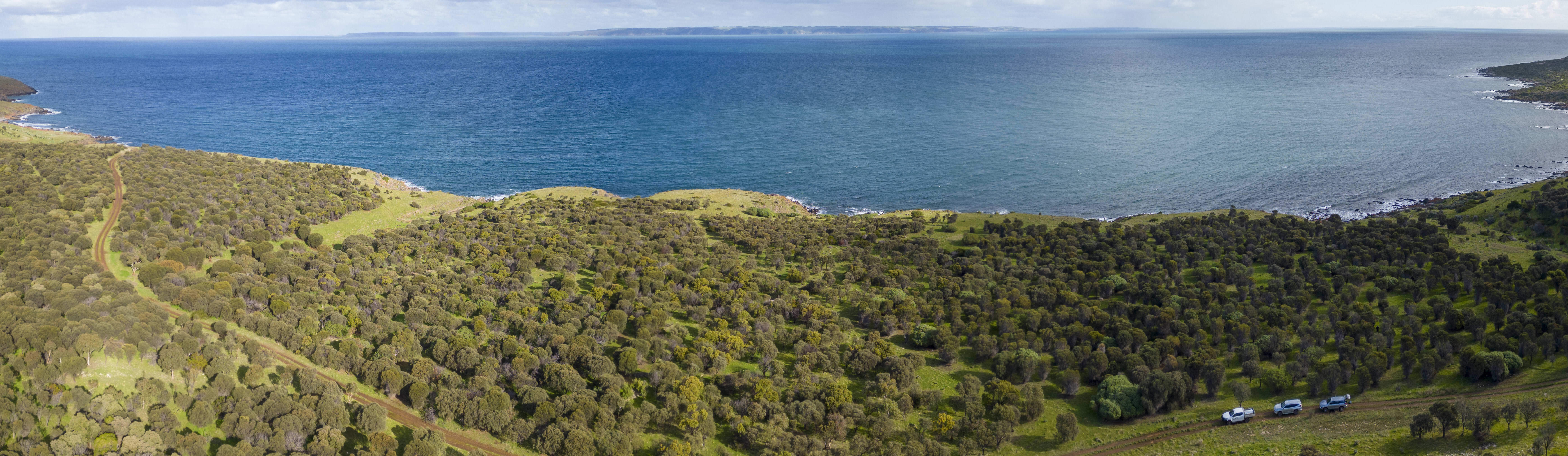 A growing drooping sheoak woodland at Fishery Beach. More habitat like this will need to be created to bring glossies back to the mainland