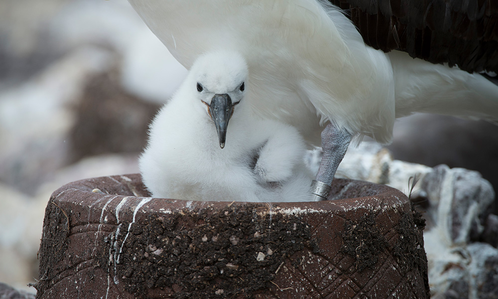Close up of a shy albatross (Thalassarche cauta) chick on artificial nest= Albatross Island= Tasmania= December 2017