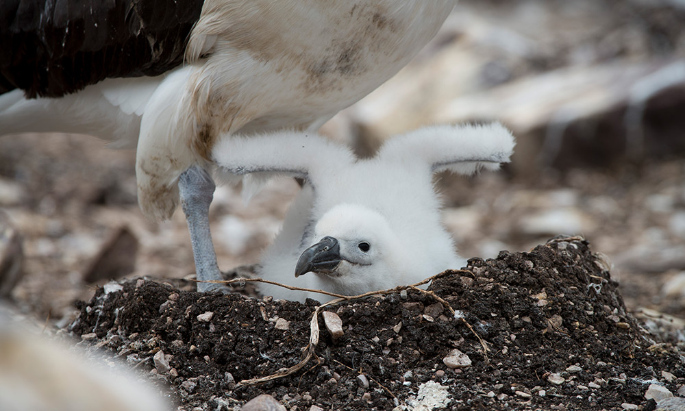 Close up of a shy albatross (Thalassarche cauta) chick expanding its wings on a natural nest= Albatross Island= Tasmania= December 2017