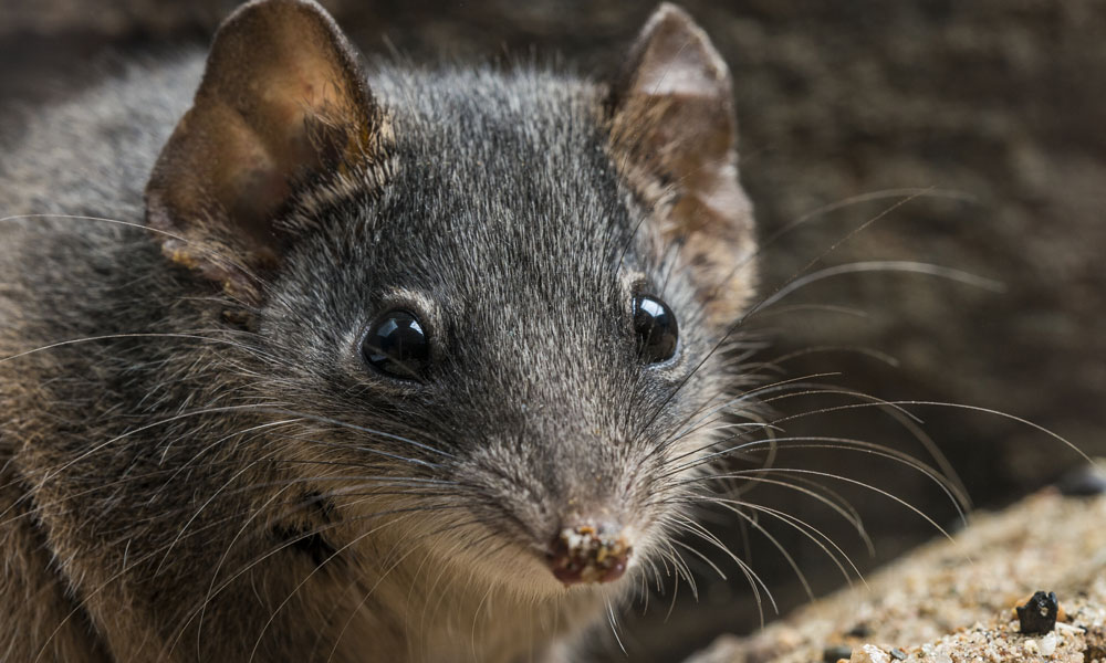 Silver-headed antechinus (Antechinus argentus) in Kroombit Tops National Park.