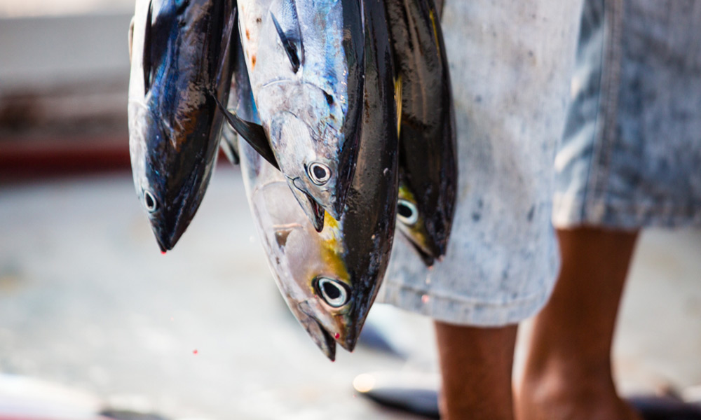Skipjack tuna being fished with the ‘pole-and-line’ fishing method