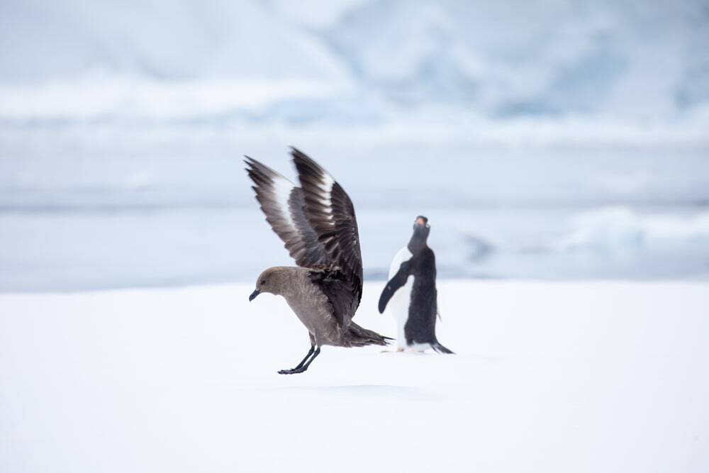 A skua (Stercorarius) surprises a Gentoo penguin (Pygoscelis papua), Antarctic Peninsula