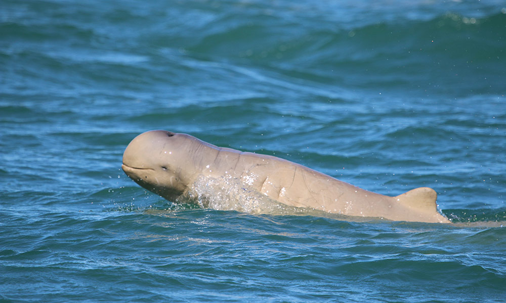 Snubfin dolphin swimming in North Queensland waters
