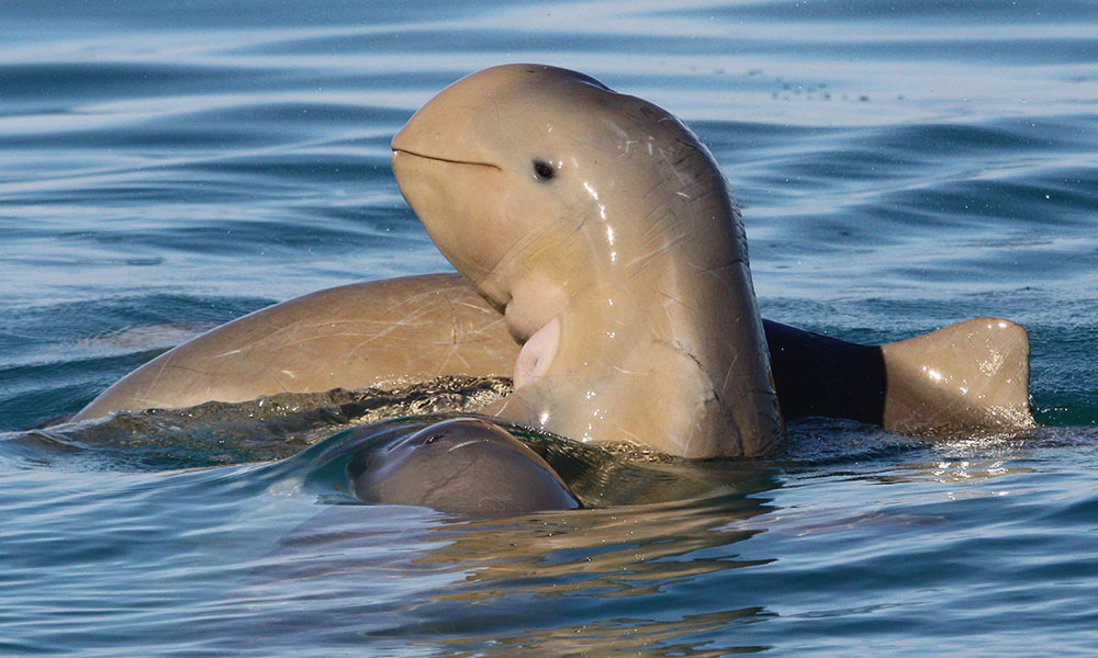 Snubfin dolphin in Roebuck Bay