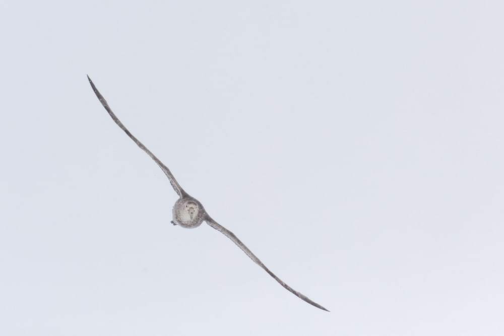 Southern giant petrel (Macronectes giganteus) flies in the sky, Antarctic Peninsula