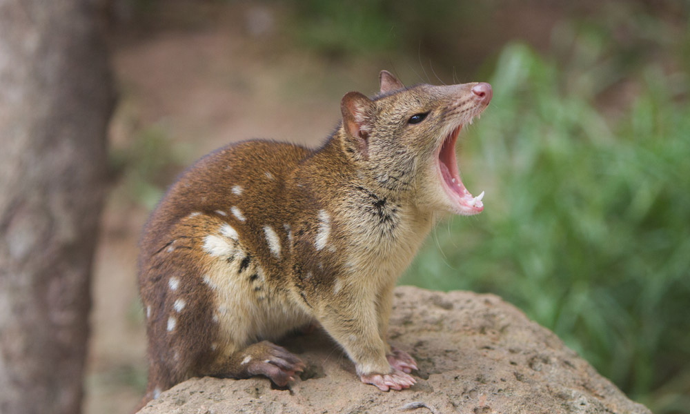 Spotted-tailed quoll or tiger quoll bite