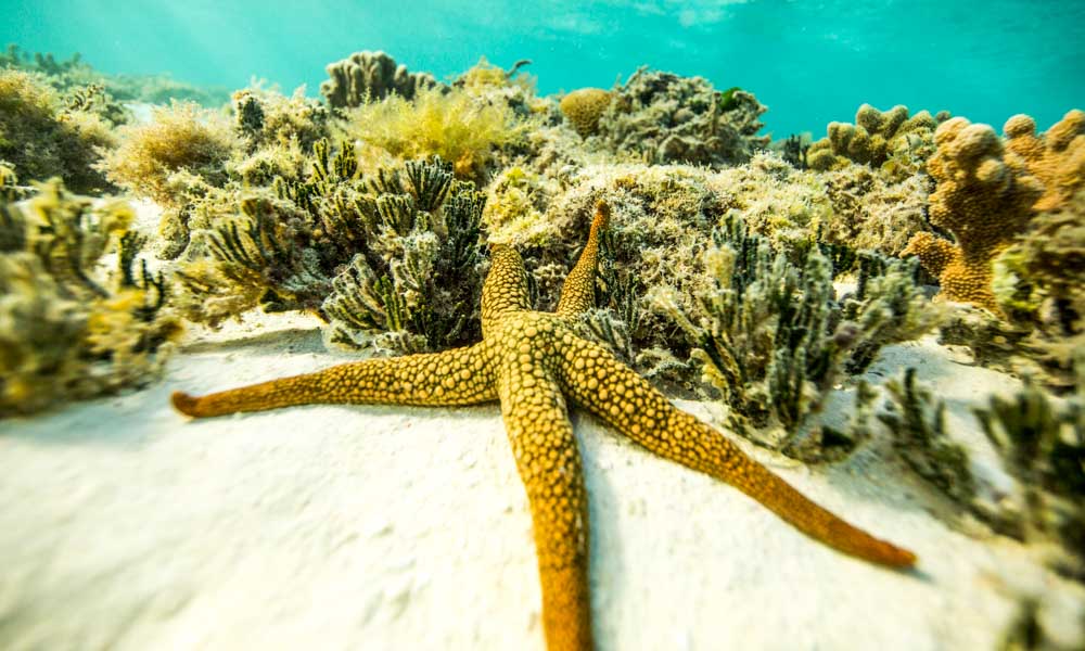A star fish in the great barrier reef