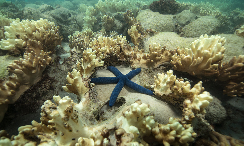 Decomposing coral on Lizard Island= Great Barrier Reef= May 2016