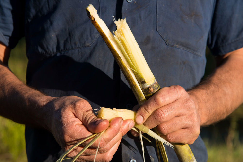 Mark Bugeja= holding sugar cane= Mackay= North Queensland=&nbsp;July 2014