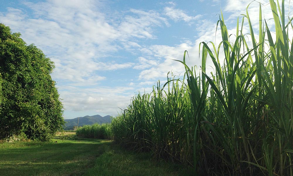 A sugar cane farm in Mackay= Queensland