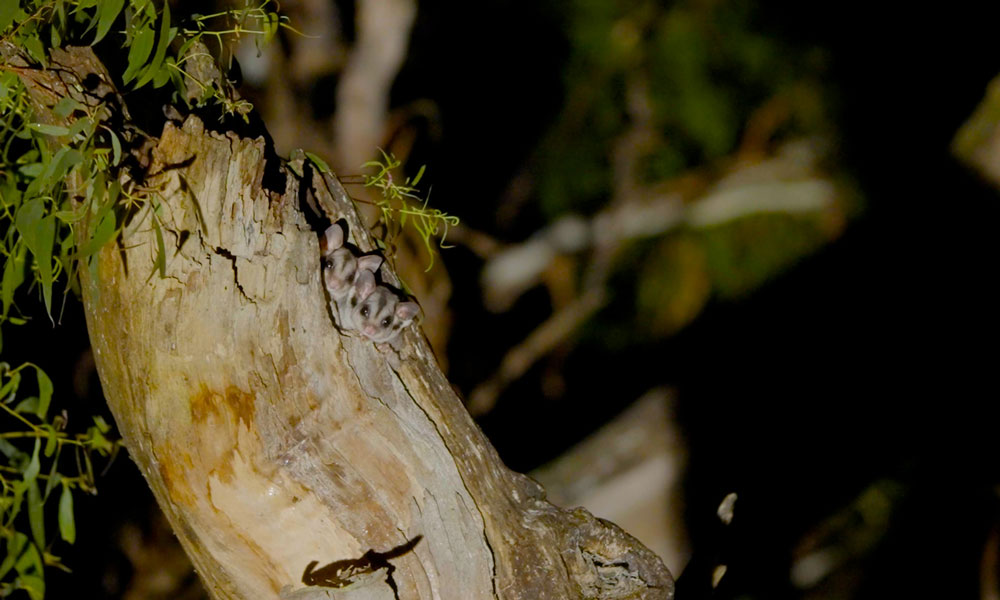 Sugar gliders in tree hollow