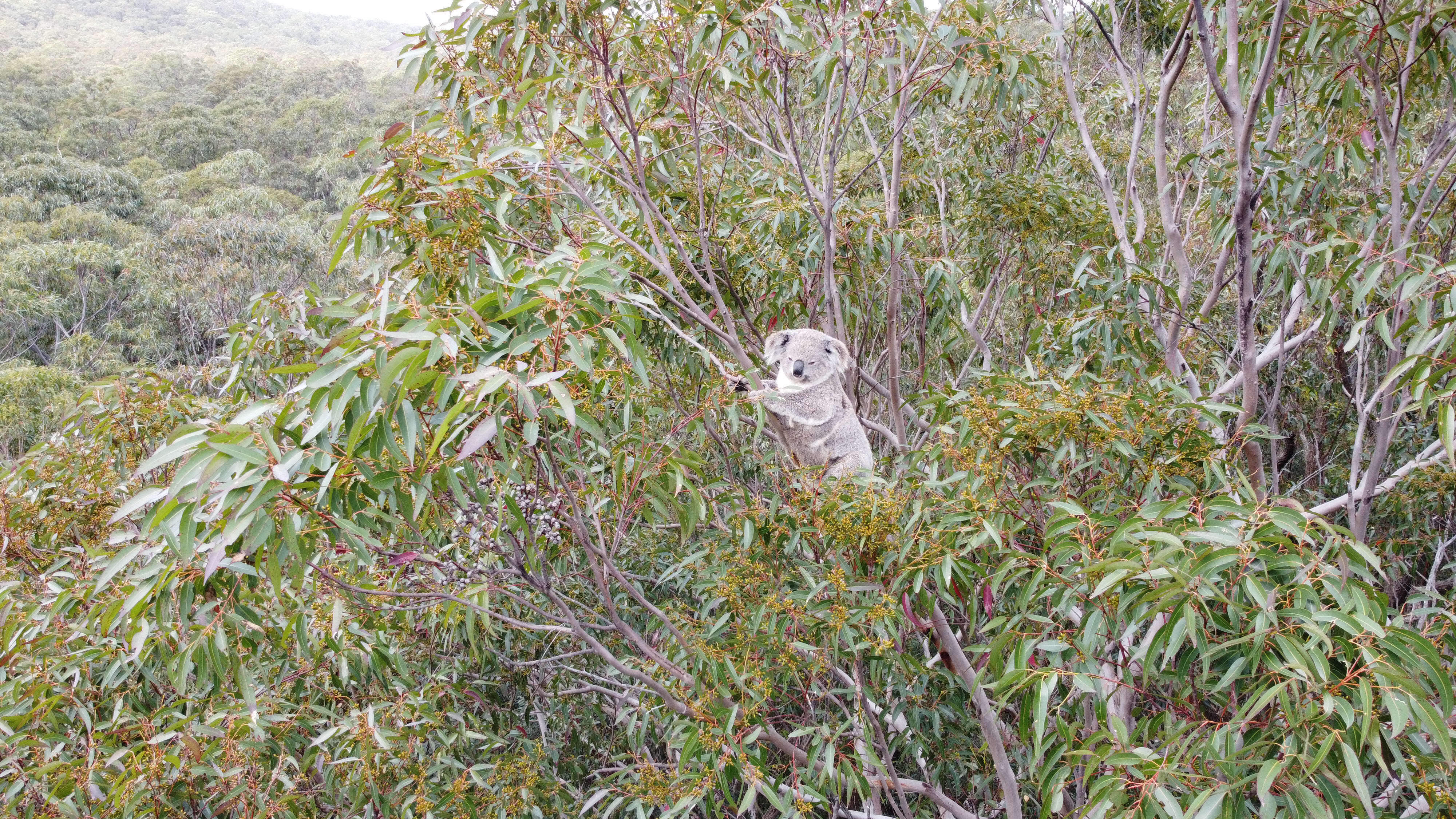 img-sugarloaf-koalas