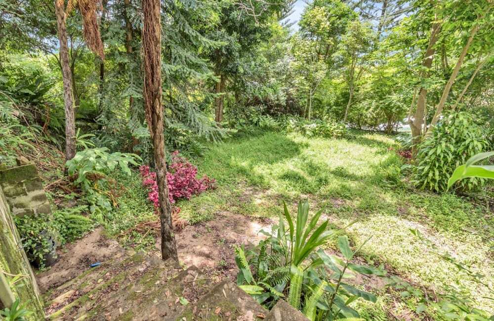 A portion of the rainforest sanctuary John cared for