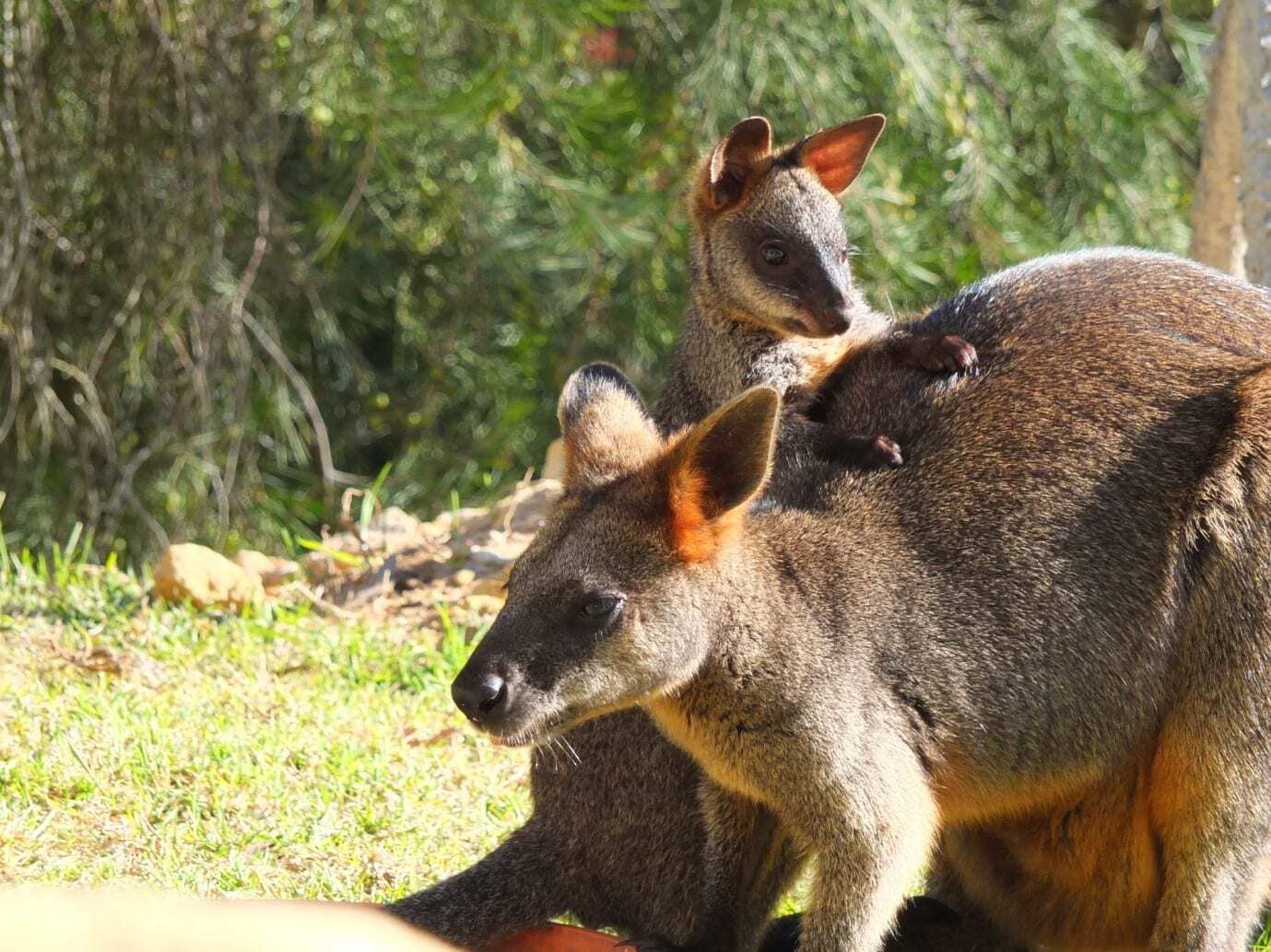 img-swamp-wallaby-and-joey