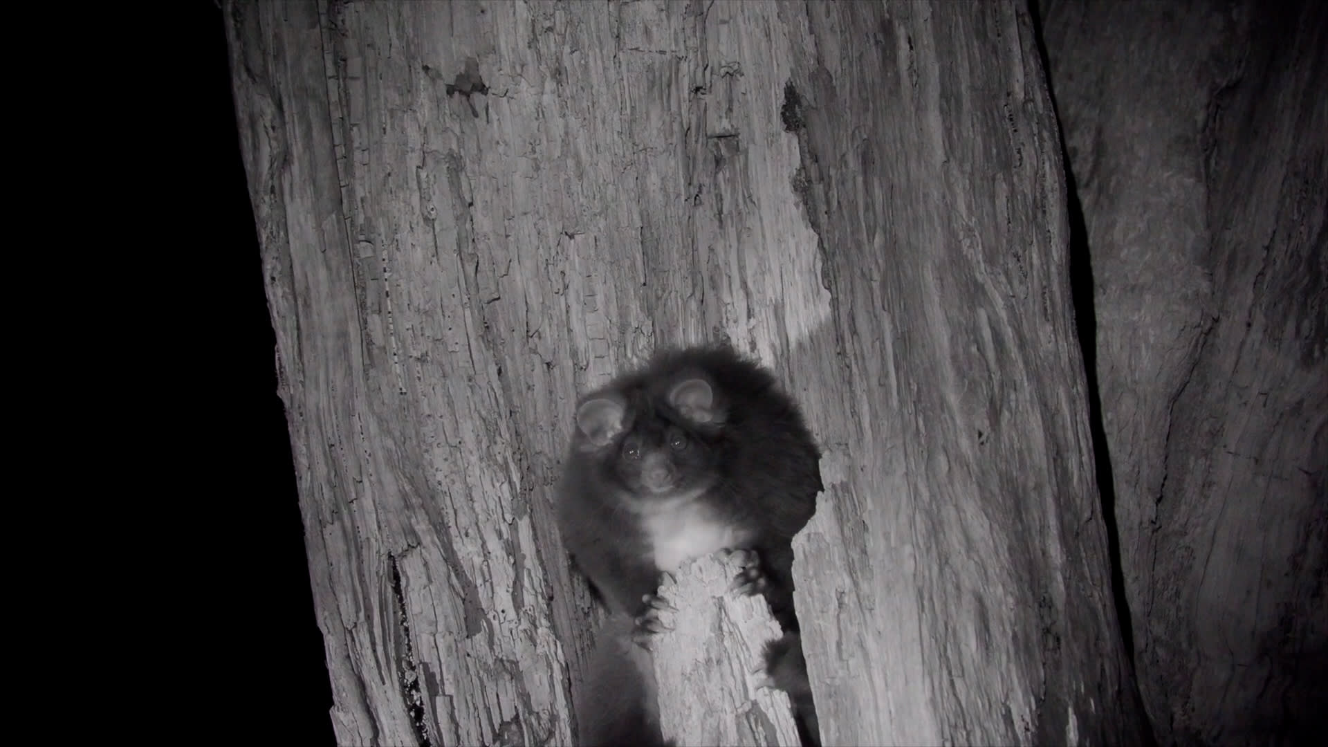 img-tallaganda-greater-glider-den-tree-2