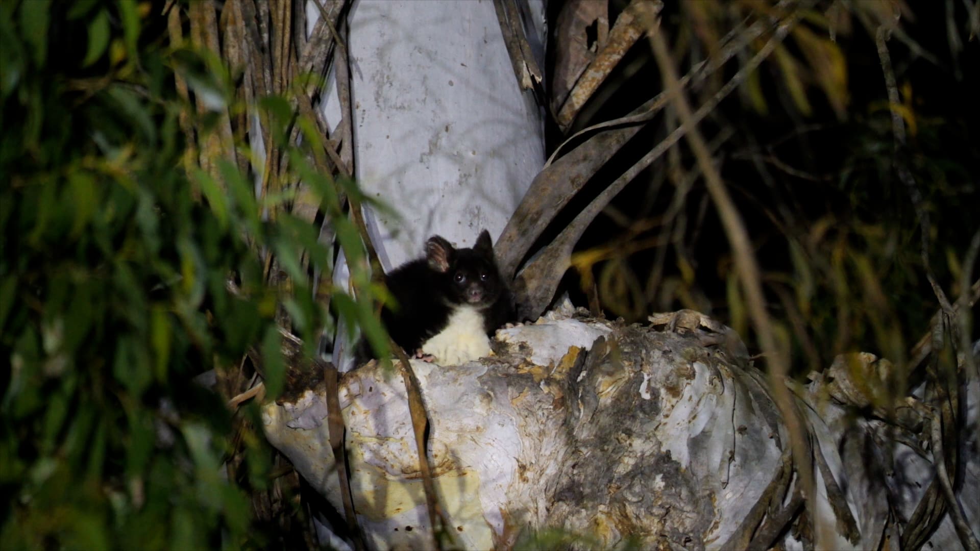img-tallaganda-greater-glider-den-tree
