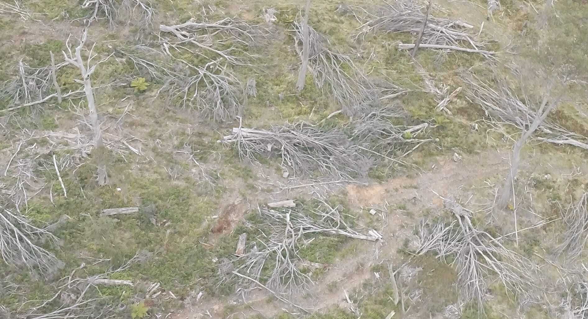 img-tallaganda-logging