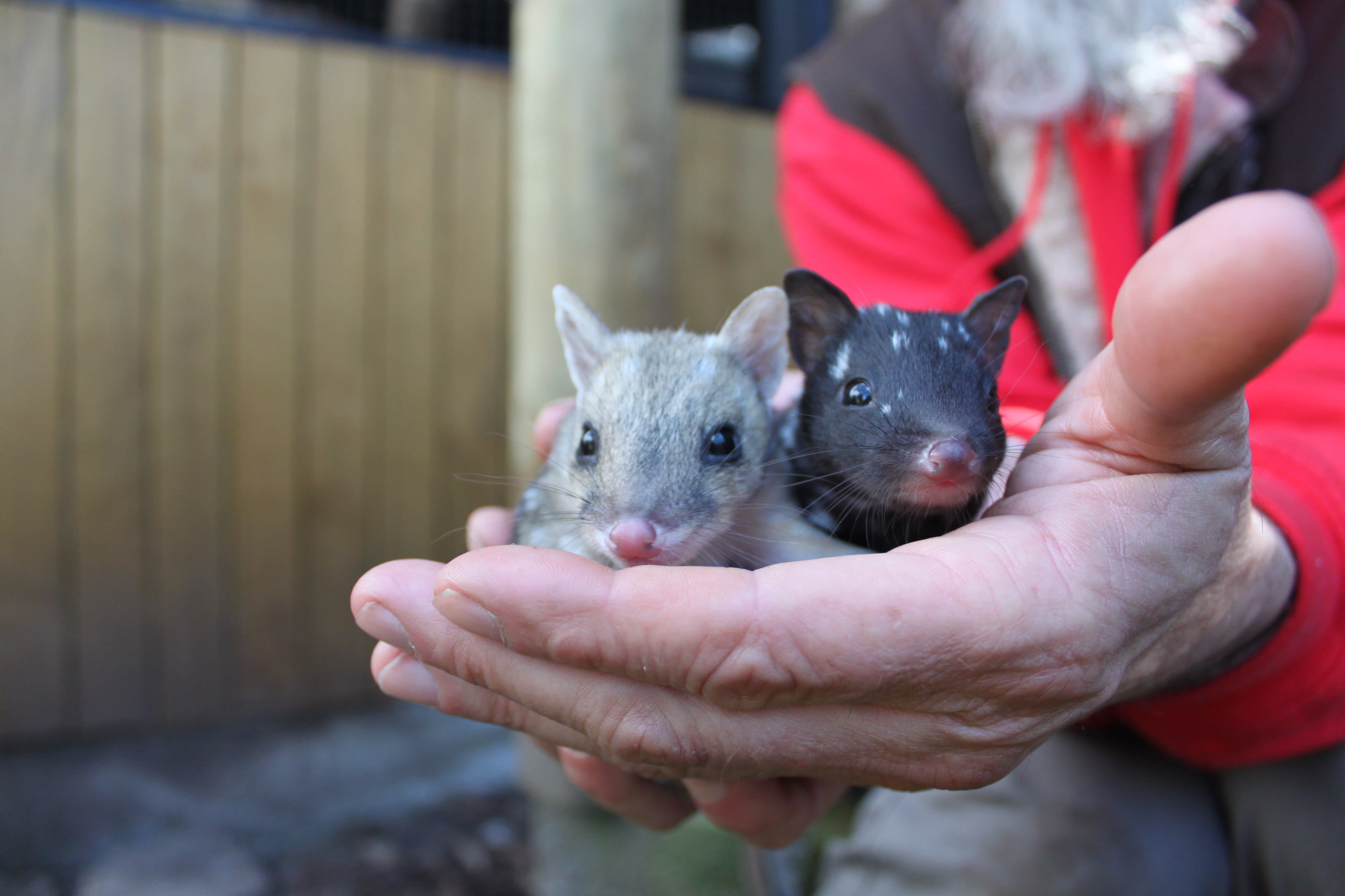Androo Kelly (Owner & Director of Trowunna Wildlife Park) holding two eastern quoll pups in Mole Creek, Tasmania.