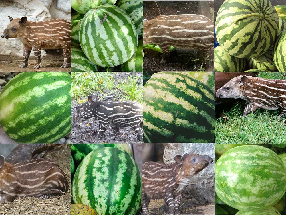 Baby tapir or watermelon?