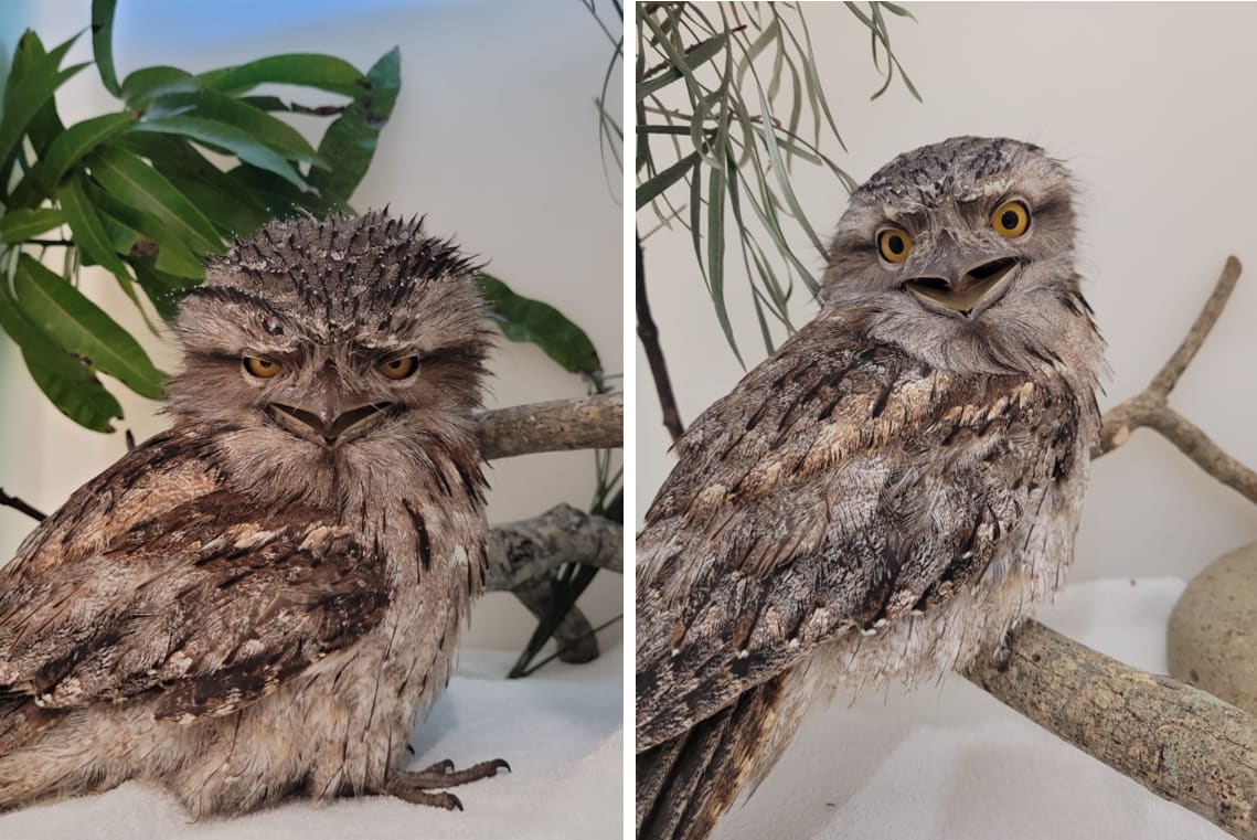 img-tawny-frogmouth-recovery