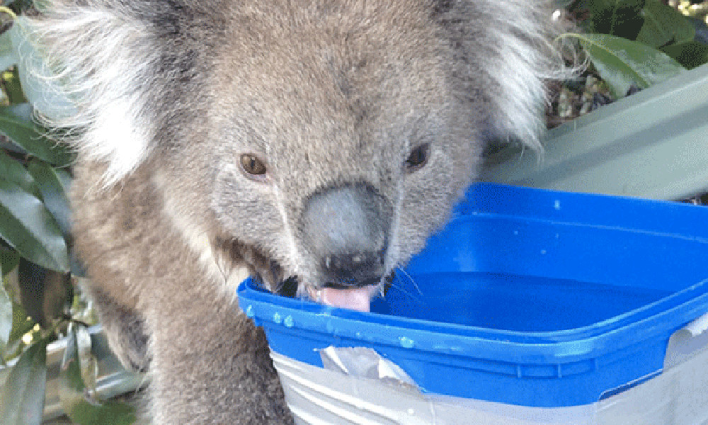 Thirsty koala