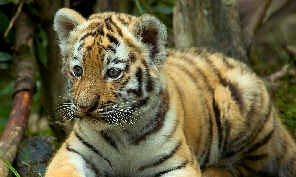 img-tiger-cub-lying-down-1000px