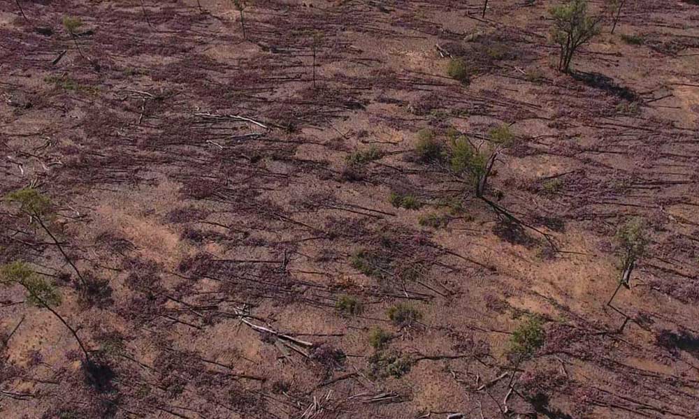 Tree-clearing= notified as “thinning”= in Central Queensland photographed in July 2016.