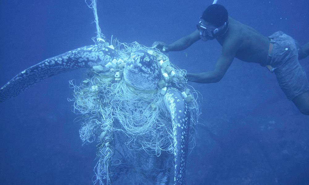 Unsuccefull attempt by a diver to rescue a Leatherback turtle (Dermochelys coriacea) caught in a net