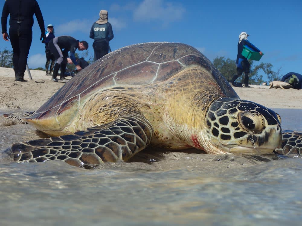 Turtle being released at the 'Rivers to Reef to Turtles' field trip, Howick Islands, July 2015