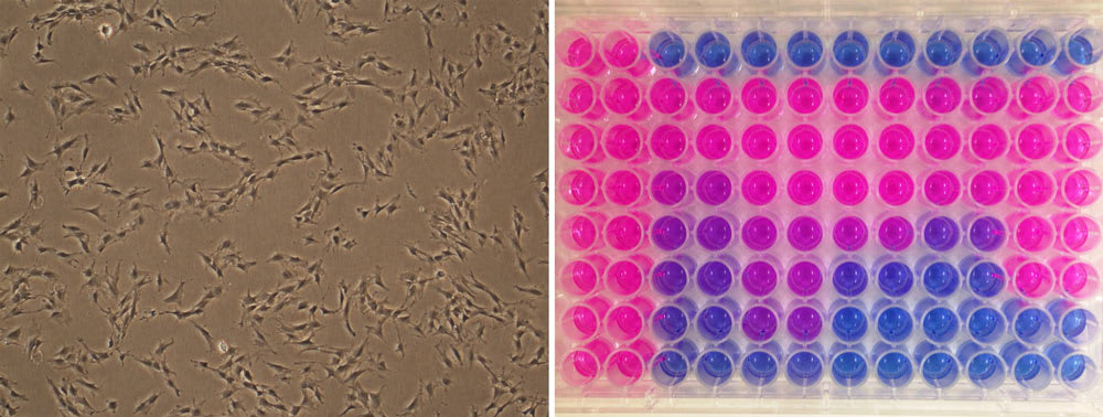 (L) Green turtle skin cells grown in a lab, (R) Cells have been exposed to different doses of chemicals with a fatal dose indicated by a blue colour