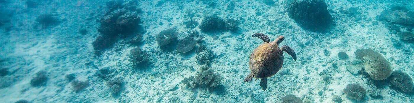 A green turtle swims off Heron Island Research Station, Queensland, Australia