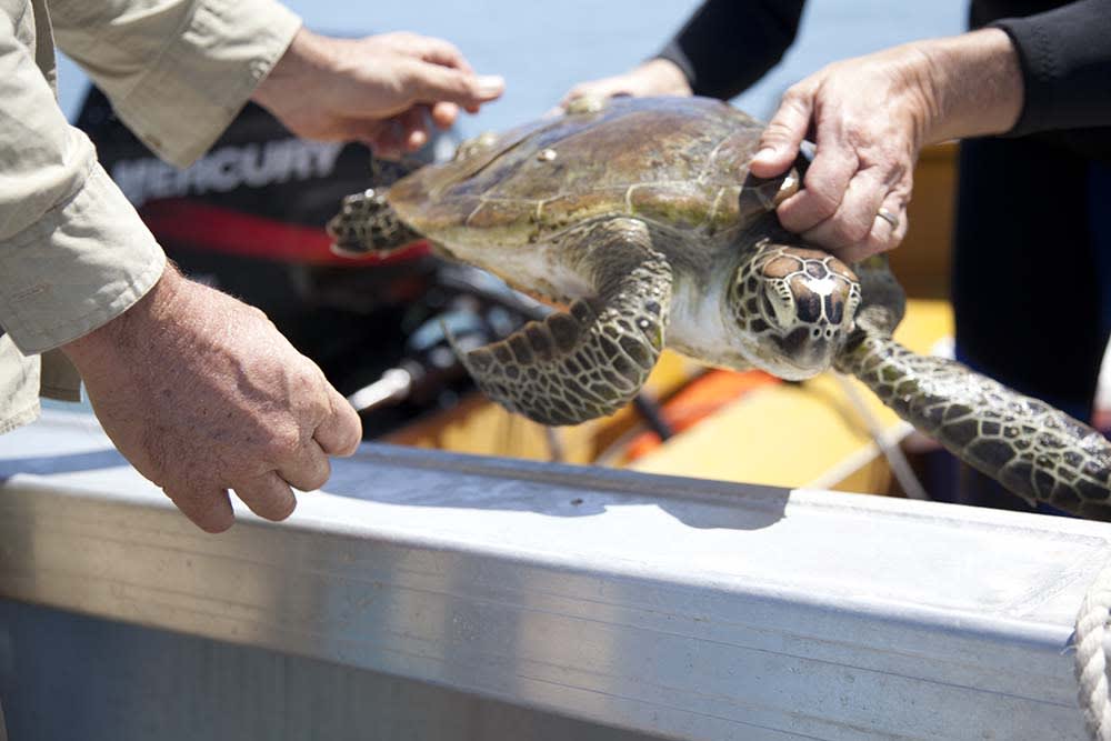 A green turtle is brought aboard for tagging
