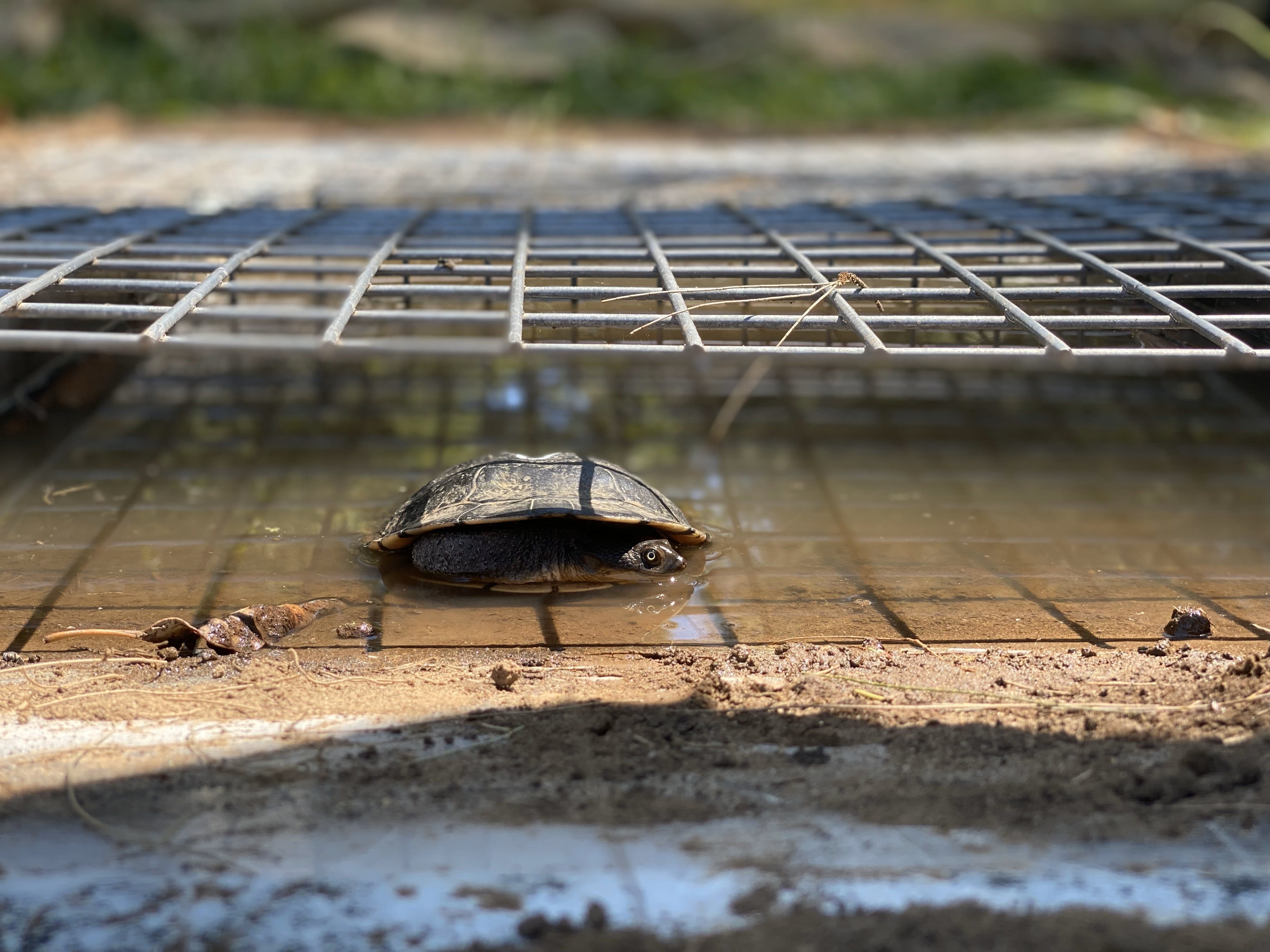 img-turtle-tunnel1