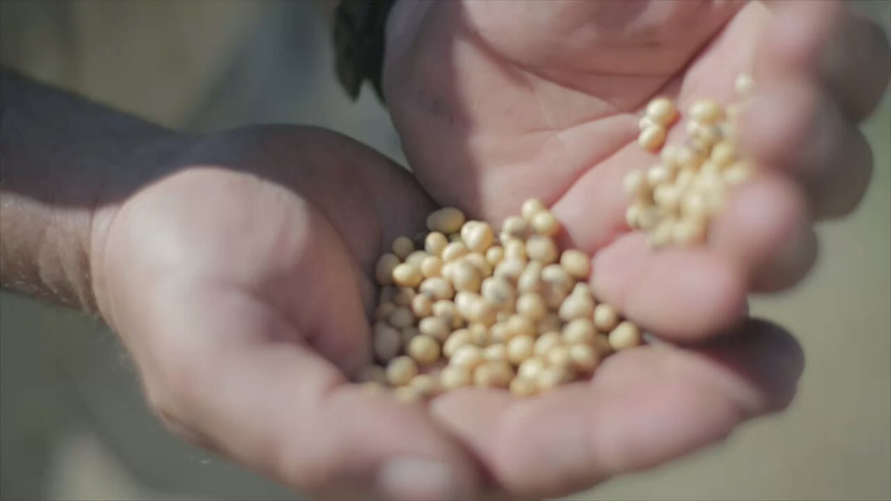 Grains in hand