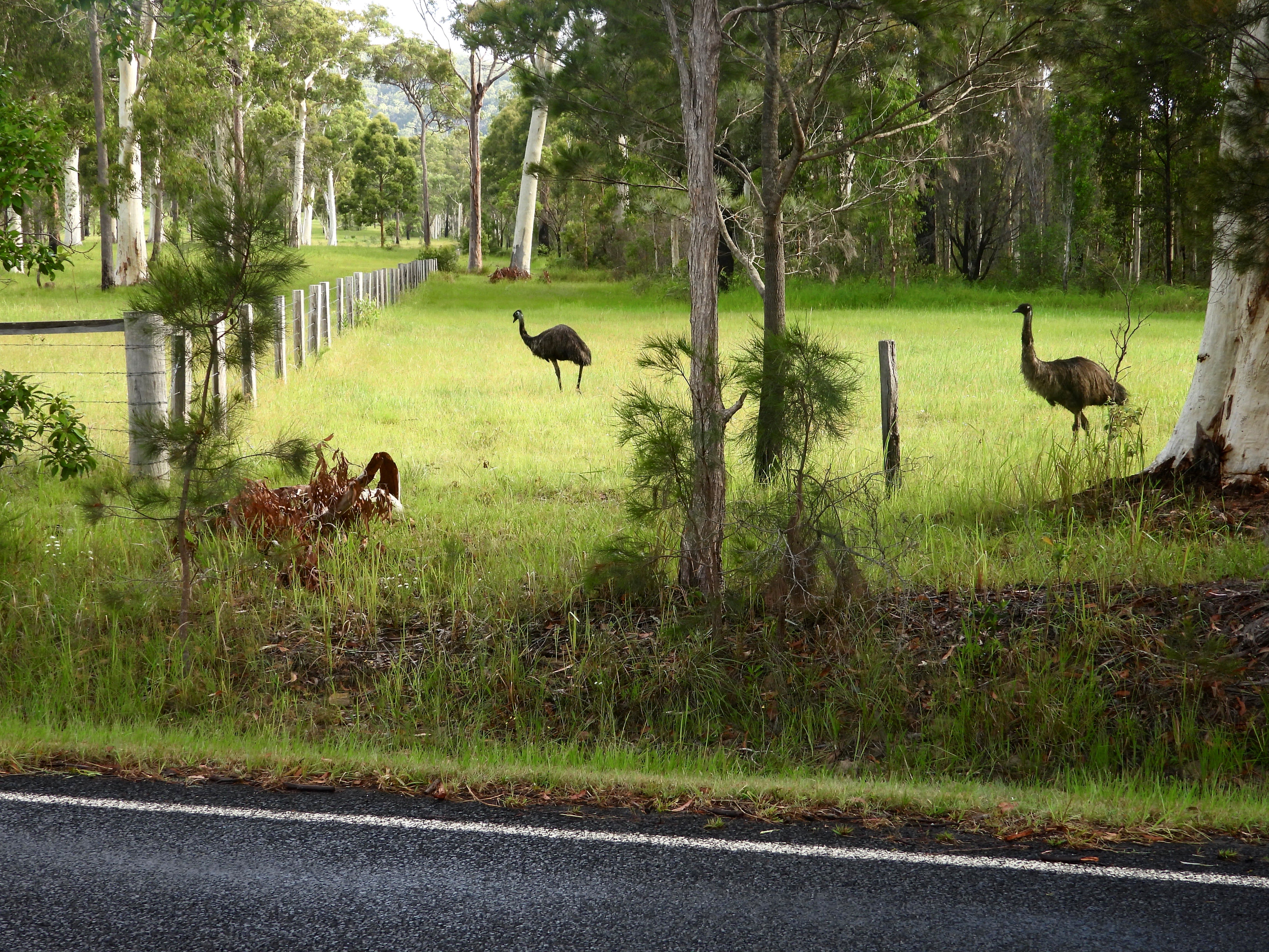 img-weed-warriors-emus