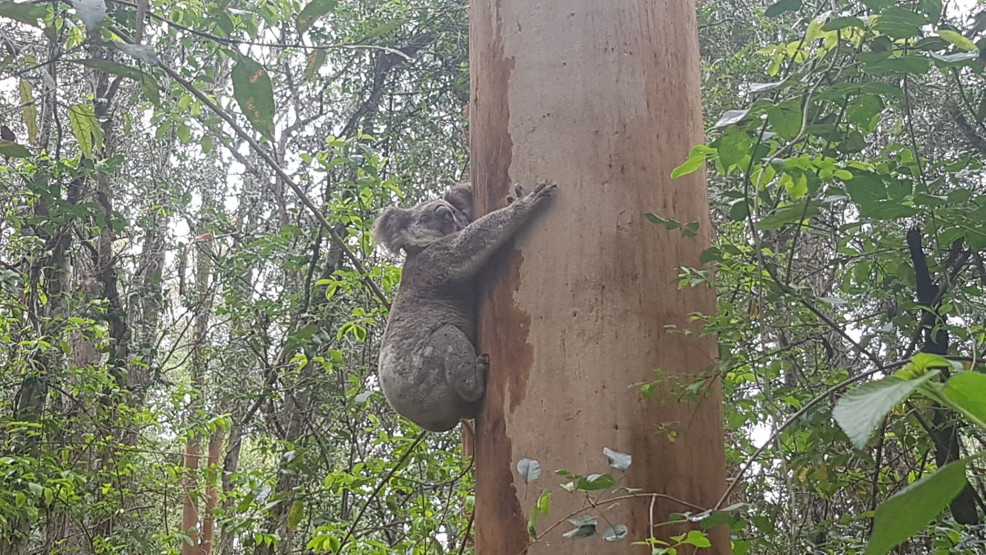 img-weed-warriors-koala