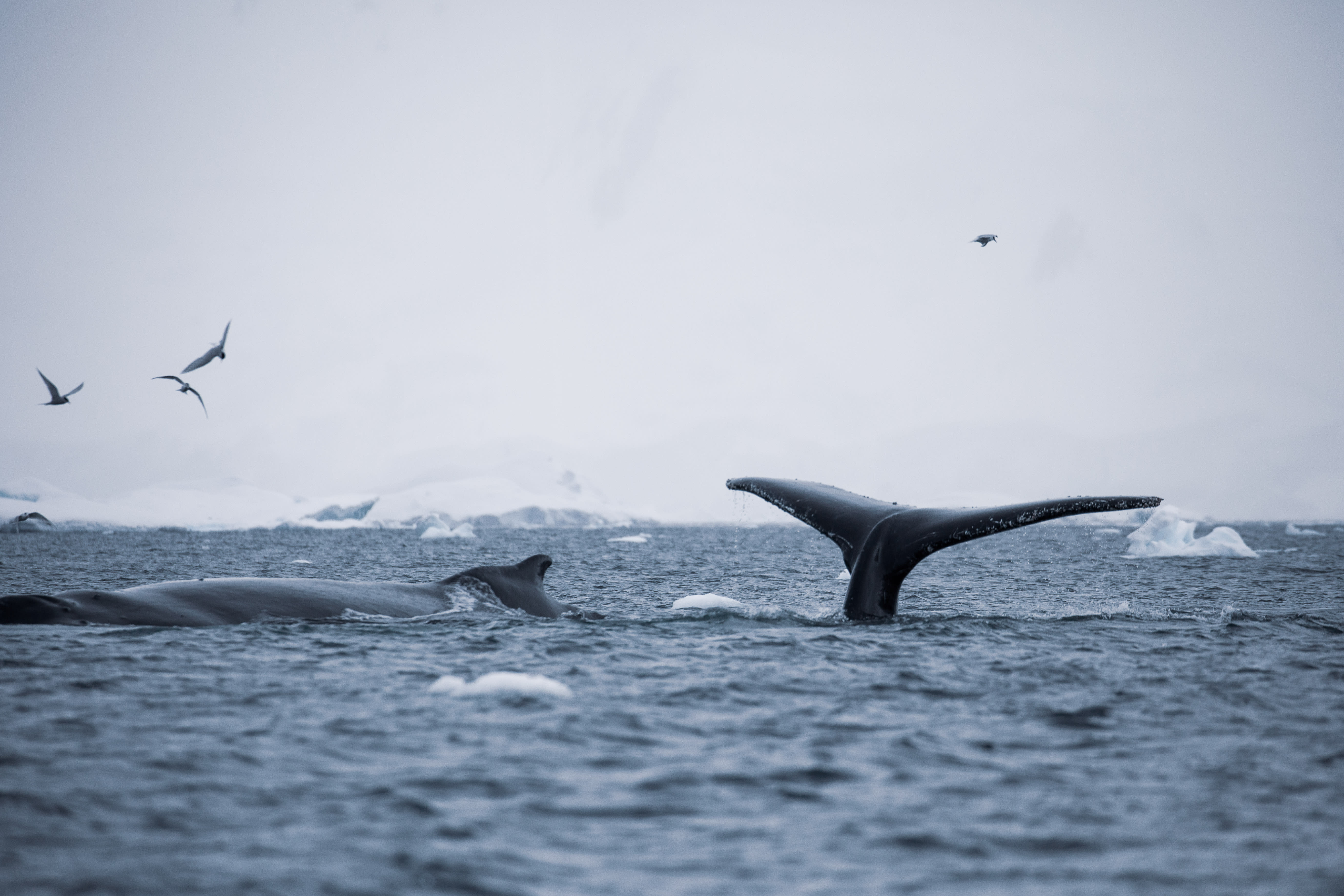 img-whales-feeding-antarctica