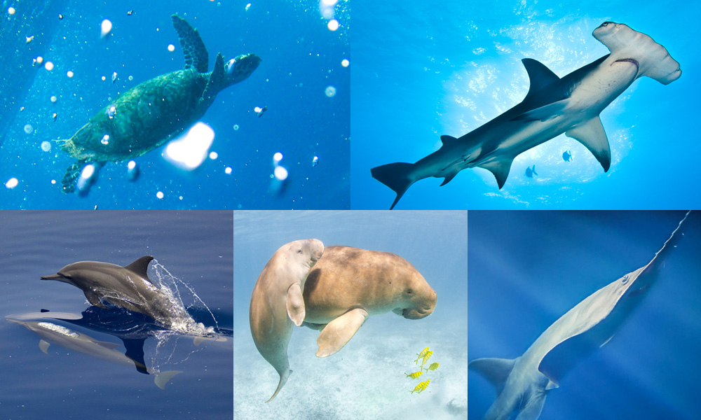 Which marine species are you