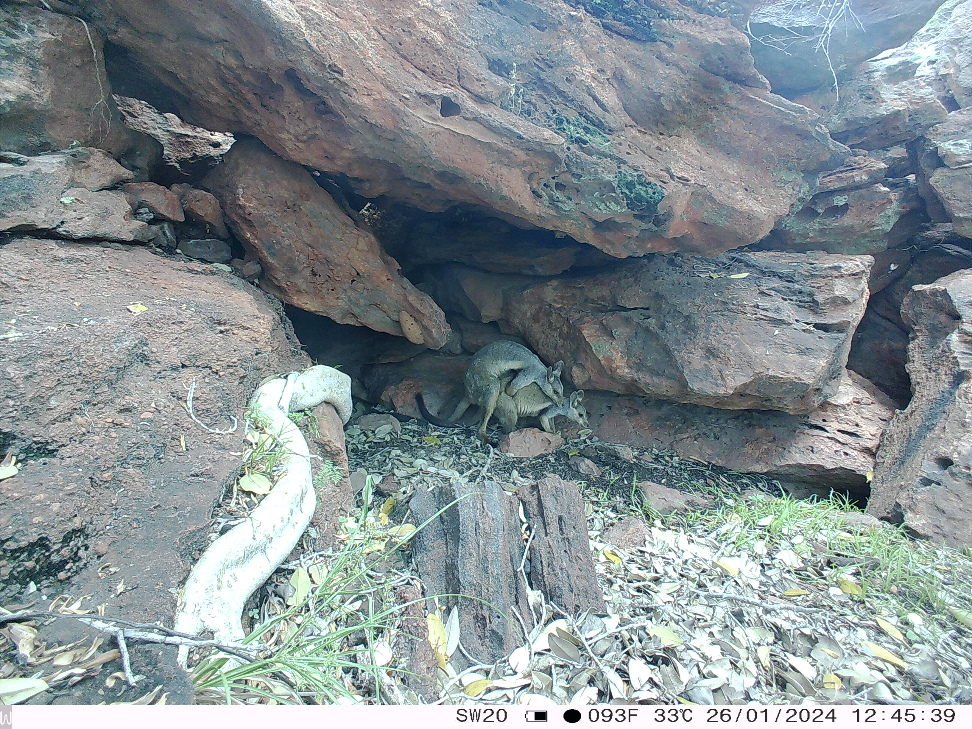 img-wiliji-mating