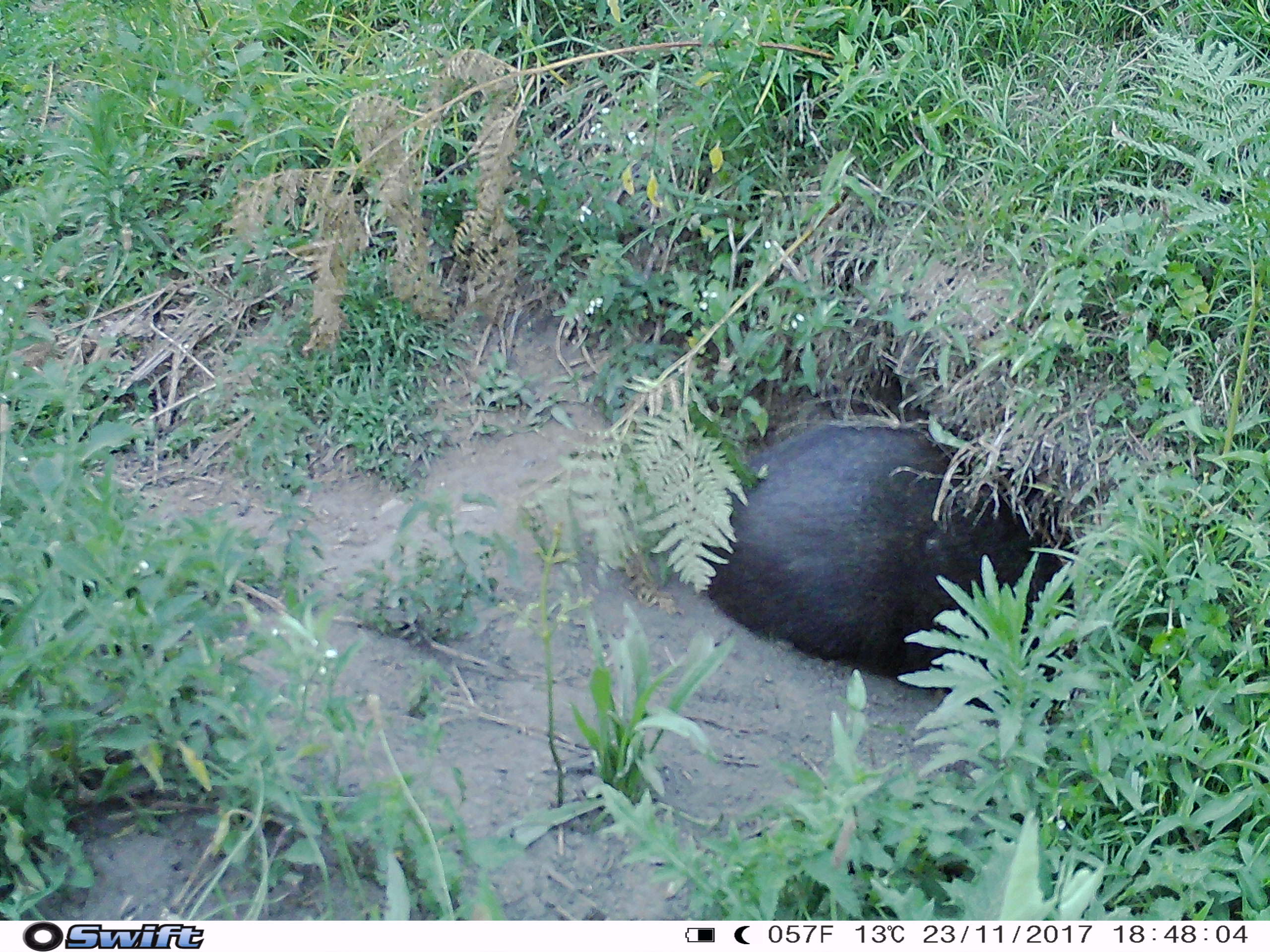 img-wombat-burrow2