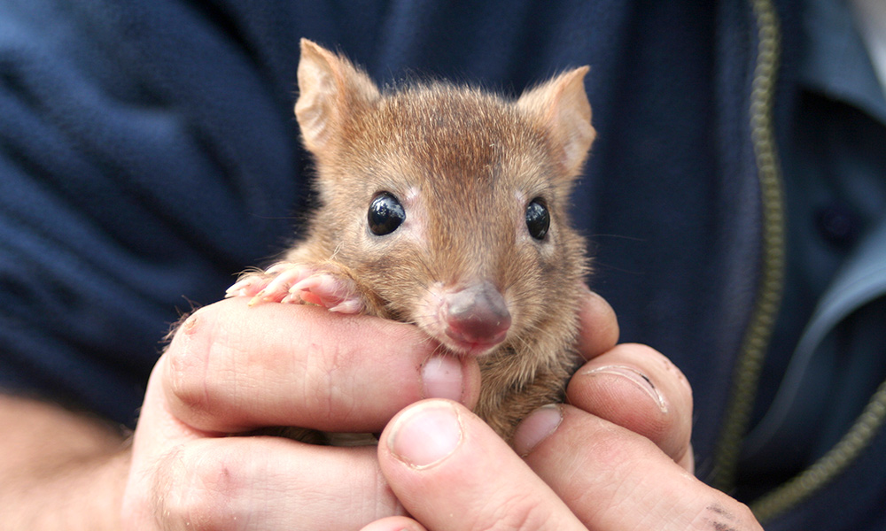 Woylie (brush-tailed bettong, Bettongia ogilbyi) in hands. Upper Warren= Western Australia