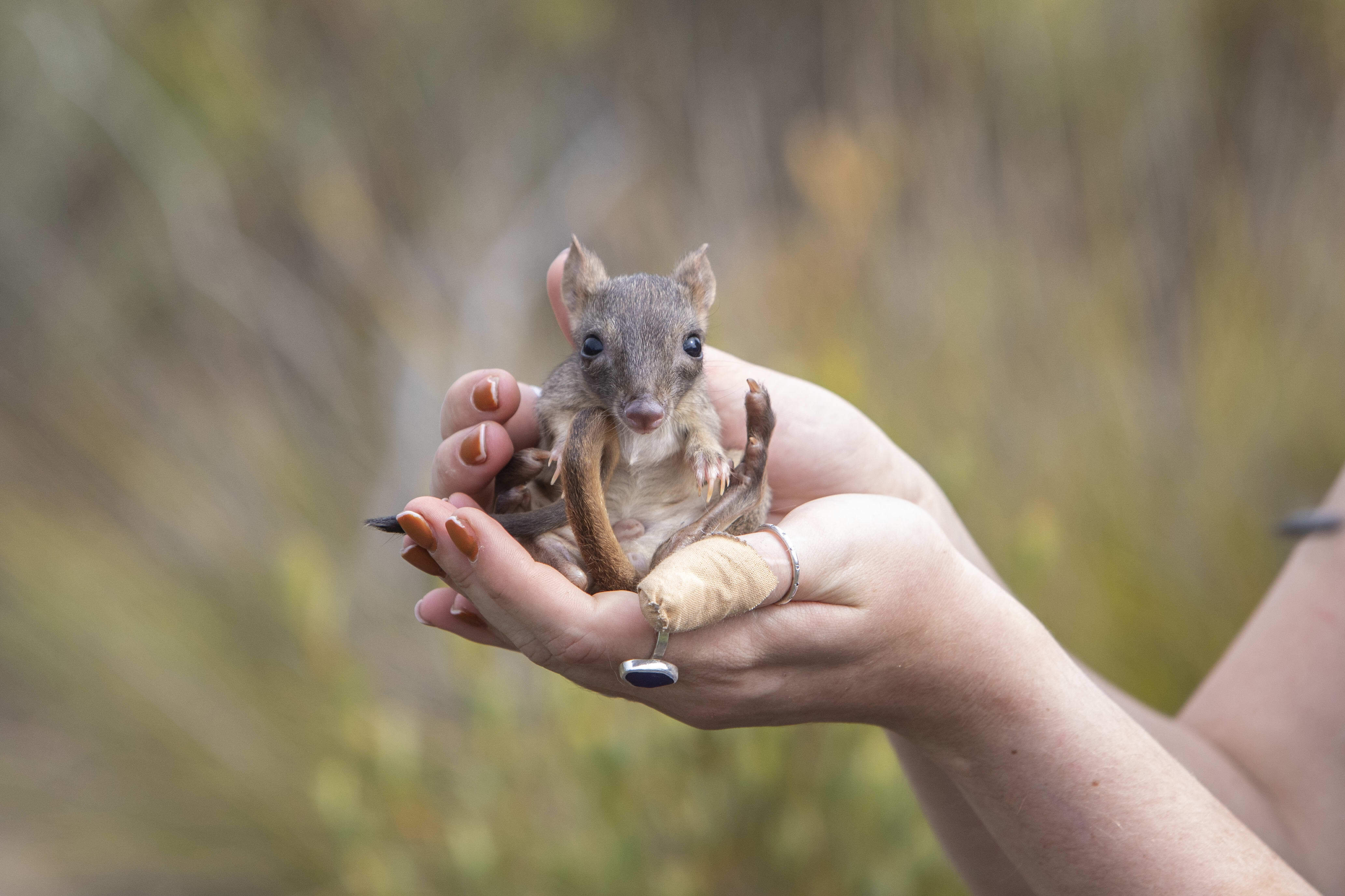 A juvenile bettong born on Yorke Peninsula.
