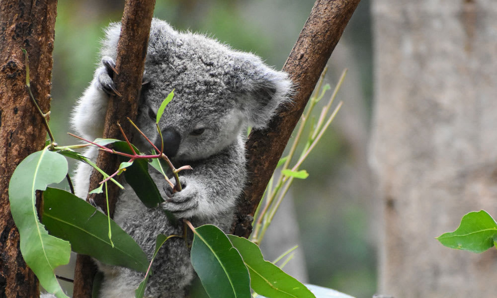 Young koala perched in a tree at Currumbin Wildlife Sanctuary