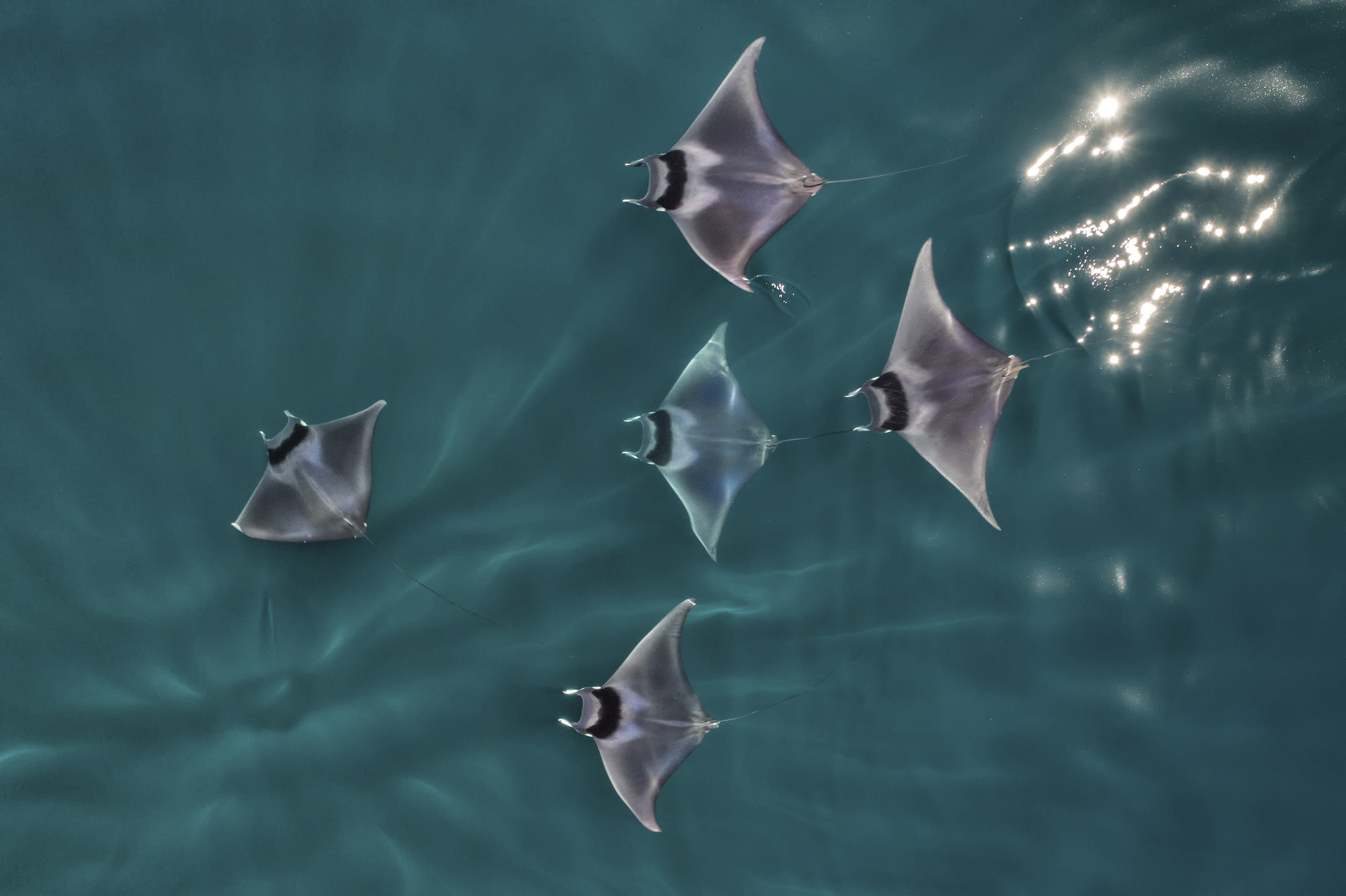 Spinetail devil rays (Mobula mobular) &nbsp;aerial view,
Baja California, Mexico