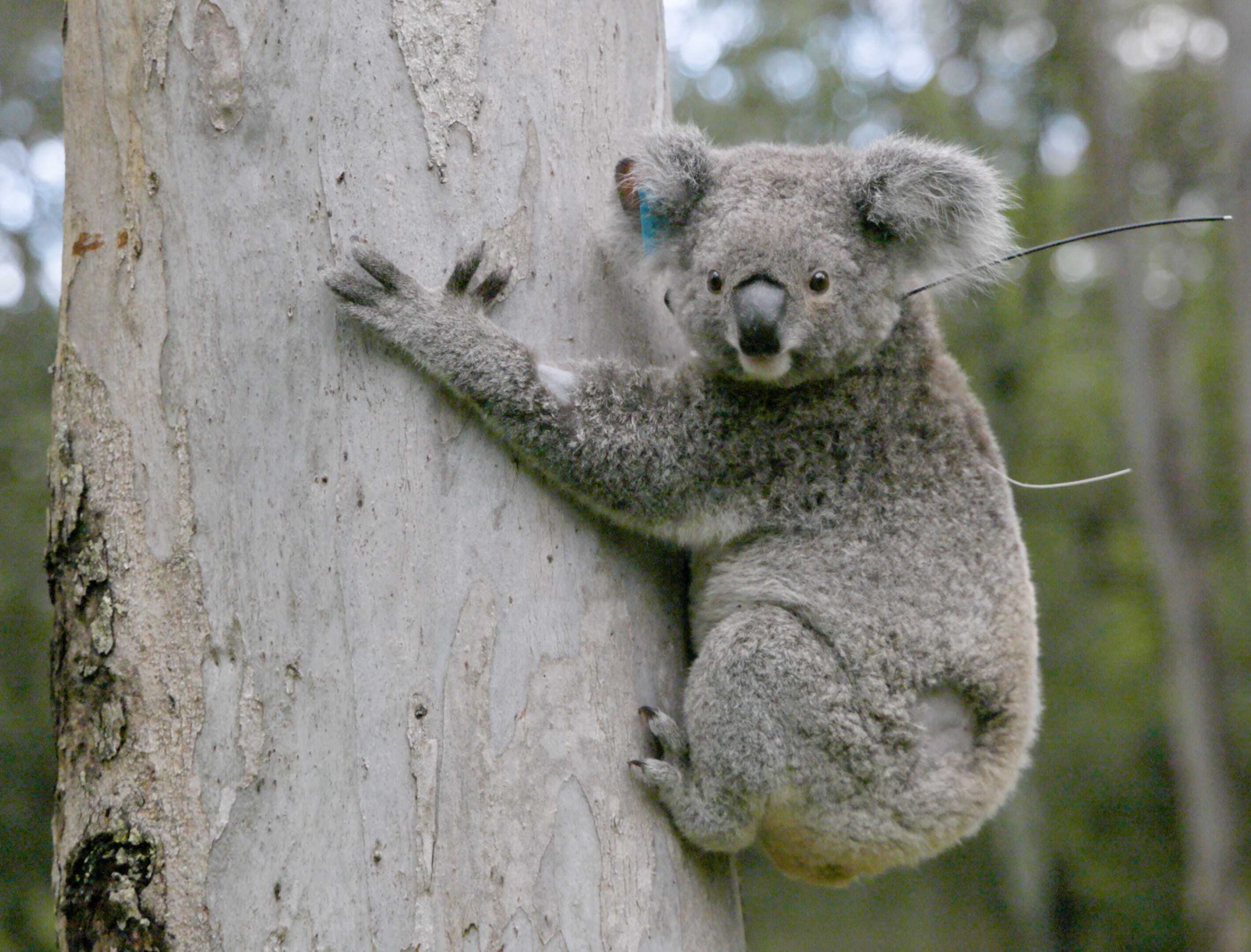 img_Bamse_koala_released