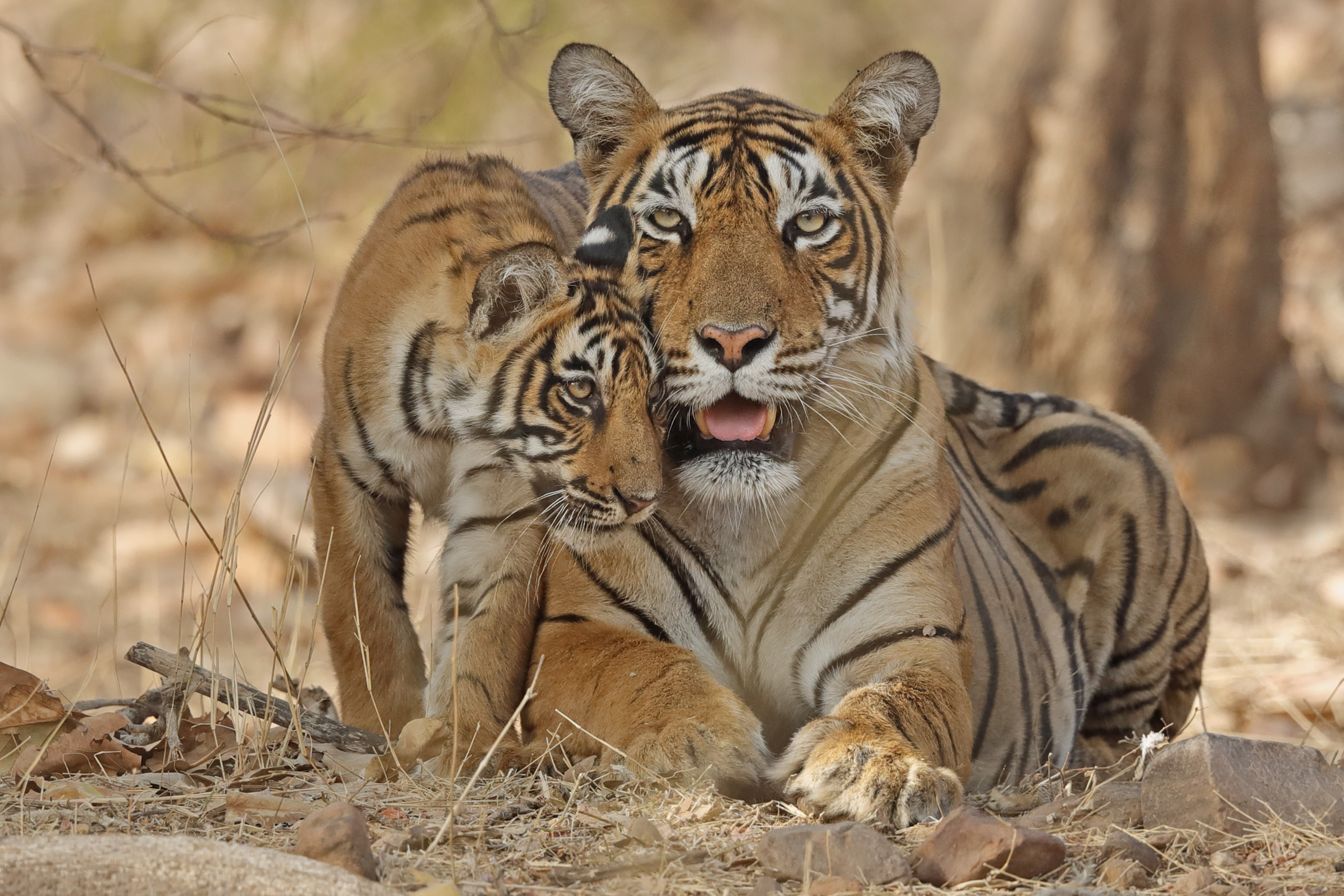 Bengal tiger (Panthera tigris tigris) mother with cub age four months,
Ranthambhore, Rajhasthan, India